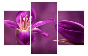 Tablou cu floare violet (90x60 cm)