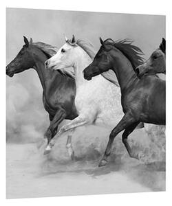Tablou alb negru cu cai (30x30 cm)