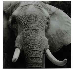 Tablou elefant wild life l80 cm
