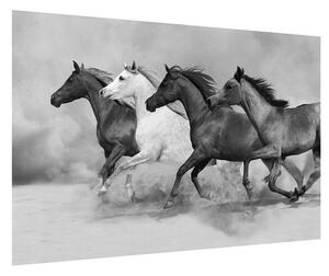 Tablou alb negru cu cai (90x60 cm)
