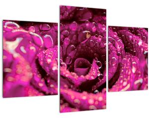 Tabloul cu floarea trandafirului roz (90x60 cm)