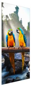 Fototapeta pentru ușă - trei papagali (95x205cm)