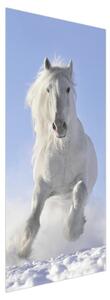 Fototapeta pentru ușă - cal alb (95x205cm)