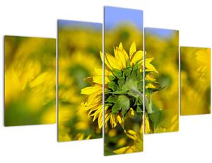 Tablou cu floarea soarelui (150x105 cm)