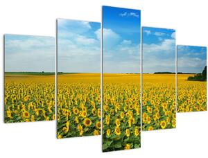 Tablou - câmp cu floarea soarelui (150x105 cm)