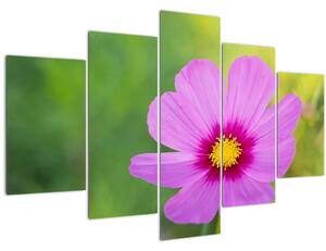 Tablou - floare de câmp (150x105 cm)