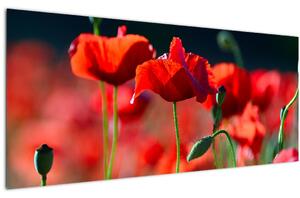 Tablou - flori de maci (120x50 cm)