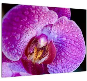 Tablou detailat cu floare de orhidee (70x50 cm)