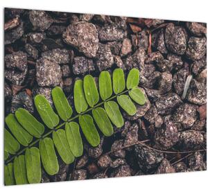 Tablou cu planta verde (70x50 cm)