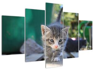 Tablou cu pisicuțe (150x105 cm)