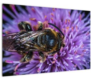 Tablou cu albina pe floare (90x60 cm)