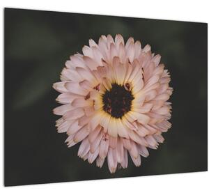 Tablou cu floare portocalie (70x50 cm)