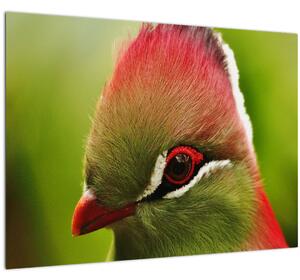 Tablou cu pasărea colorată (70x50 cm)