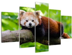 Tablou cu panda roșie (150x105 cm)