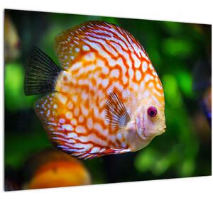 Tablou cu pește (70x50 cm)
