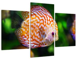 Tablou cu pește (90x60 cm)