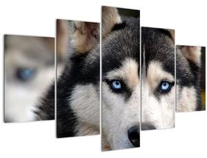 Tablou cu câinele husky (150x105 cm)