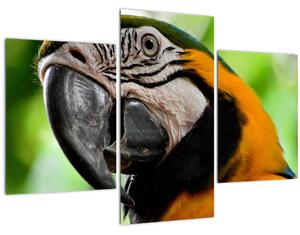 Tablou cu papagal (90x60 cm)