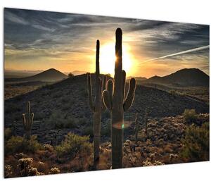 Tablou - cactușii la soare (90x60 cm)