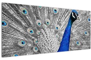 Tablou - păun albastru (120x50 cm)