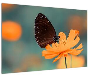 Tablou - fluture pe o floare portocalie (90x60 cm)