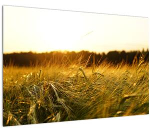 Tablou iarba cu rouă (90x60 cm)