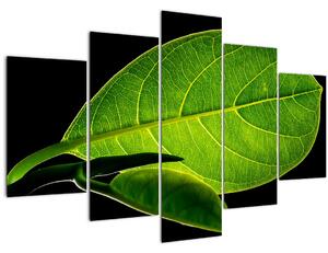 Tablou - frunză verde (150x105 cm)