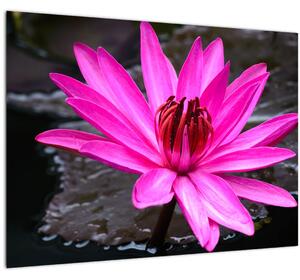 Tablou - floarea roz (70x50 cm)