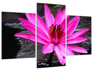 Tablou - floarea roz (90x60 cm)