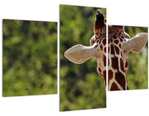 Tablou cu girafă din spate (90x60 cm)