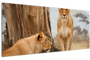 Tablou - două leoaice (120x50 cm)