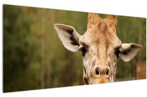 Tablou girafe (120x50 cm)