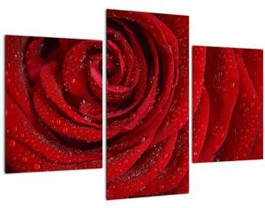 Tablou - detaliu de trandafir (90x60 cm)