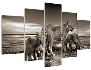 Tablou cu leii alb negri (150x105 cm)