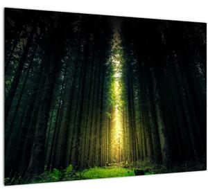 Tablou cu pădurea întunecată (70x50 cm)