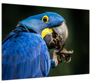 Tablou cu papagal (70x50 cm)