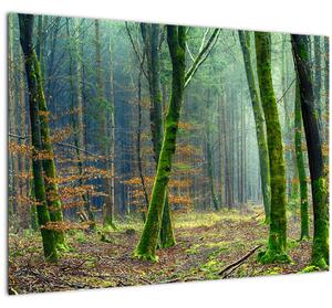 Tablou cu pădure (70x50 cm)