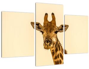 Tablou cu girafe (90x60 cm)