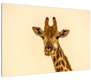 Tablou cu girafe (90x60 cm)