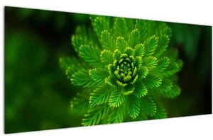 Tablou cu coniferi (120x50 cm)