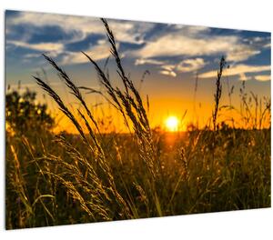 Tablou cu câmp în apus de soare (90x60 cm)