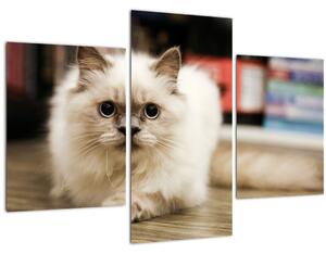 Tablou cu pisica albăr (90x60 cm)