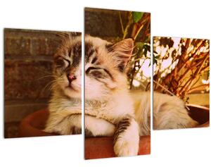 Tablou cu pisica în ghiveci (90x60 cm)