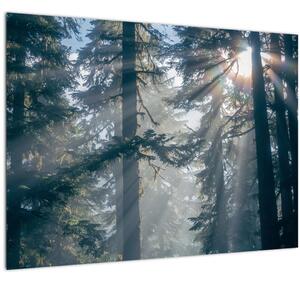 Tablou cu copaci și soarele translucind (70x50 cm)