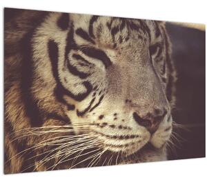 Tablou cu tigrul (90x60 cm)