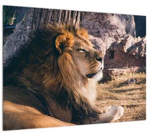 Tablou cu leul dormind (70x50 cm)