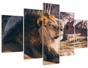 Tablou cu leul dormind (150x105 cm)