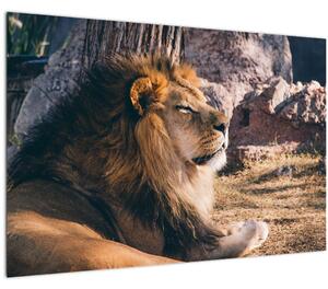 Tablou cu leul dormind (90x60 cm)