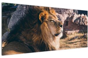 Tablou cu leul dormind (120x50 cm)