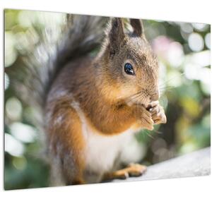 Tablou cu veverița (70x50 cm)
